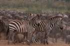 Plains zebras among a herd of wildebeests Masai Mara National Reserve-Kenya Art Print